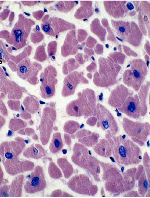 <p>What tissue is shown in this cross-section? What cells are found here?</p>