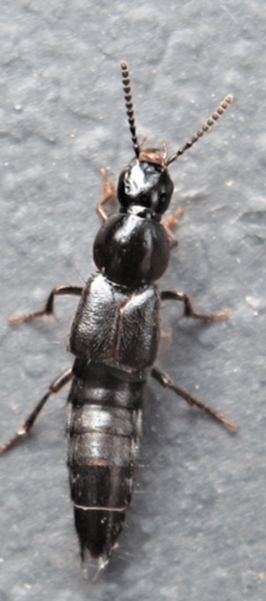 knowt flashcard image