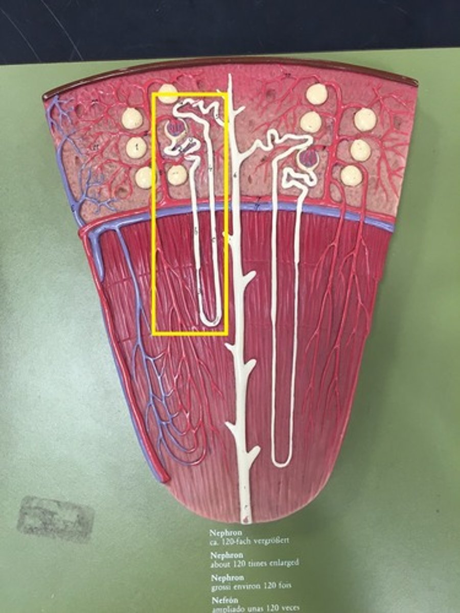 <p>-short nephron loop</p><p>-glomerulus further from the cortex-medulla junction</p><p>-efferent arteriole supplies peritubular capillaries</p>