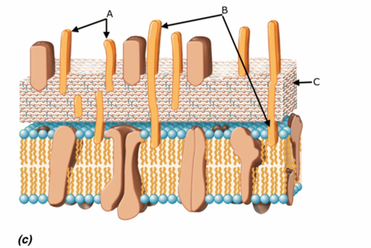 <p>found in gram positive, anchored in phospholipids (touches the membrane) B</p>