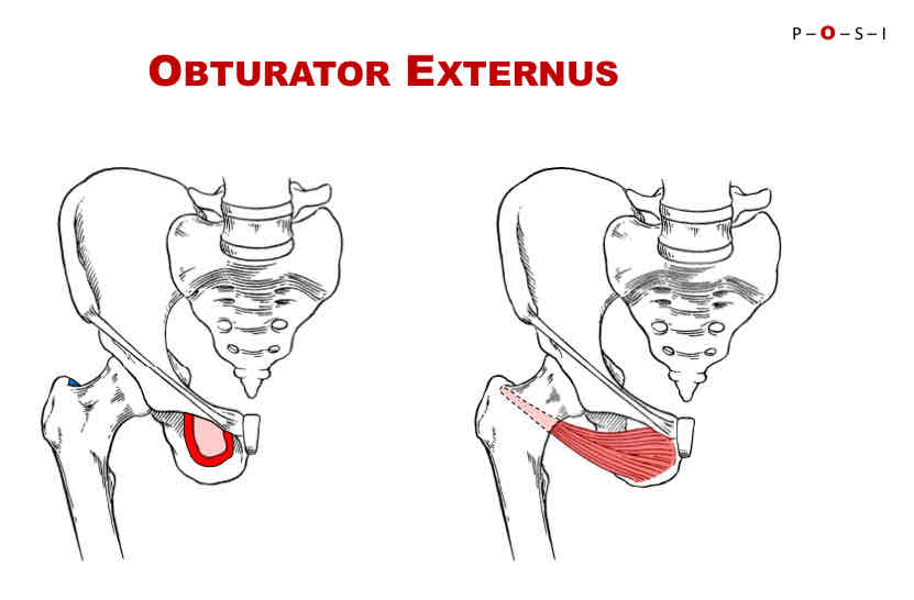 <p>Actions of Obturator Externus</p>