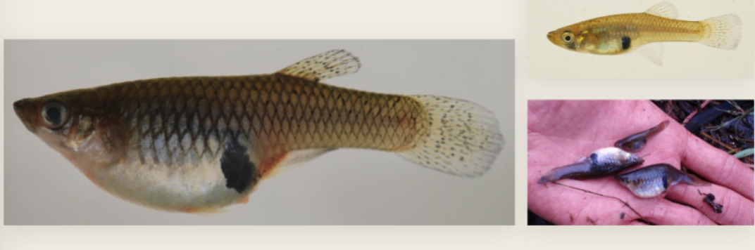 <p>eastern mosquito fish</p><p>small</p><p>black spots on back of abdomen</p><p>upward facing mouth</p>