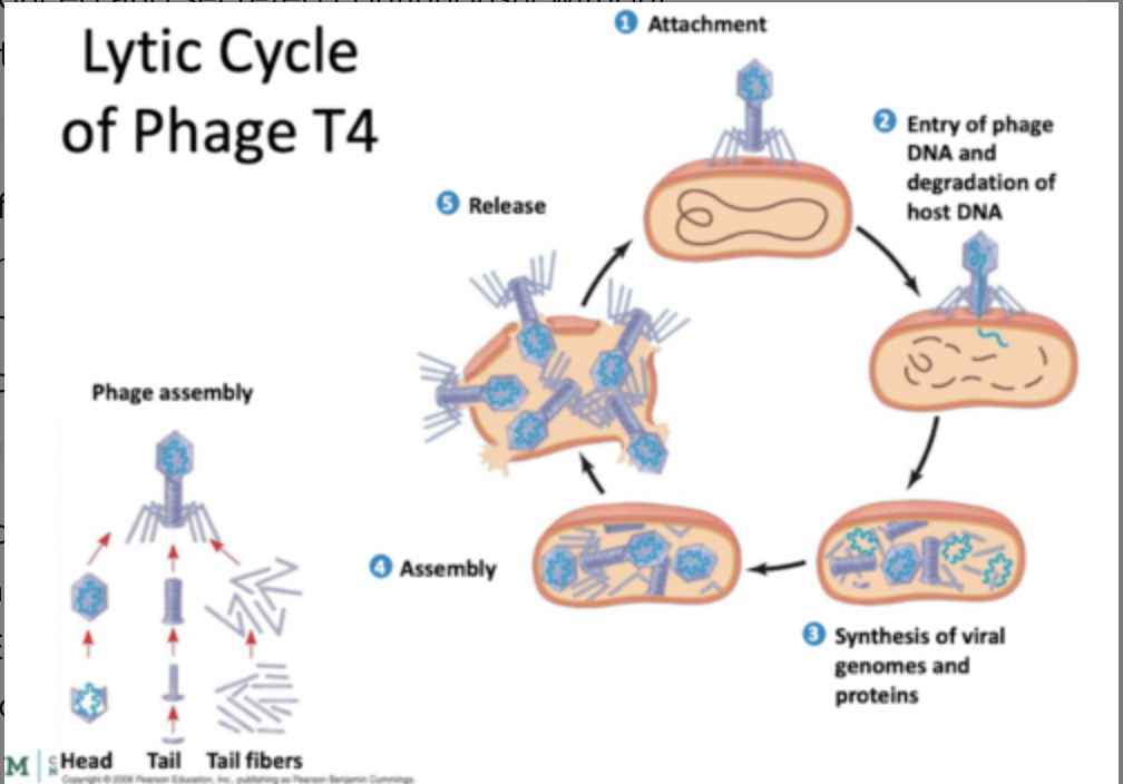 - Absorption and penetration: tail fibers bind to E. coli LPS during absorption; tail pins make contact with E. coli outer membrane; tail sheath contracts, pushing the tail tube through the outer membrane; T4 Lysozyme makes a small hole in the peptidoglycan and the DNA is injected
- Assembly and release: packaging motor is assembled; dsDNA is pumped into capsid head under pressure using ATP; after head is filled with DNA, tail, tail fibers, and other components are added; once enough virions are assembled, the cell will lyse (burst size is about 100 virions)
