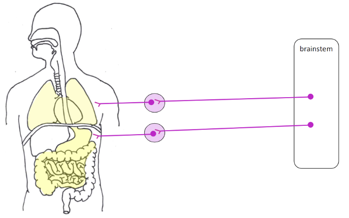 <ul><li><p>lungs - constrict bronchioles </p><ul><li><p>decrease air to lungs</p></li></ul></li><li><p>heart - decrease heart rate</p></li><li><p>GI tract - increase activity of digestive system</p></li></ul><p></p>