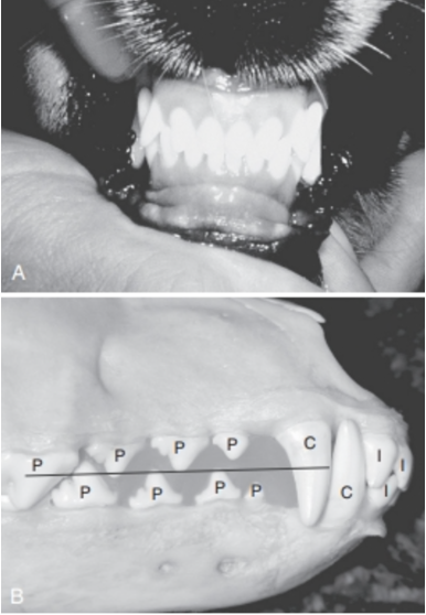 <p><span>Identify this type of occlusion.</span></p>