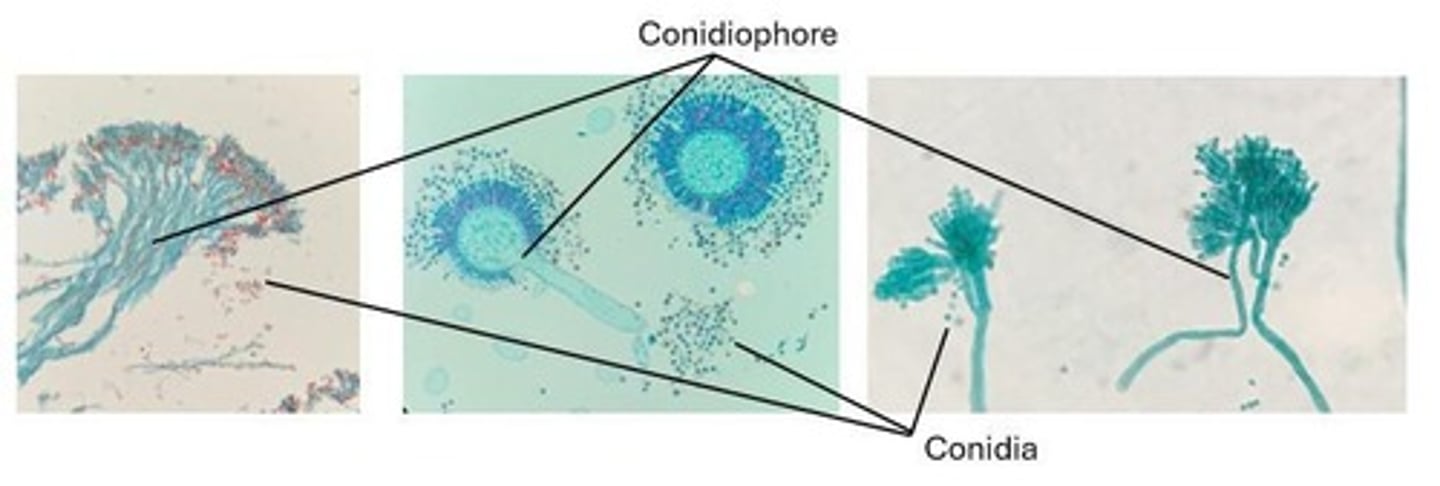 <p>Specialized hyphae in Ascomycota that produce and release asexual spores called conidia.</p>