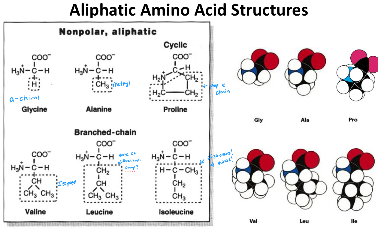 <ol><li><p>Glycine</p></li><li><p>Alanine</p></li><li><p>Proline</p></li><li><p>Valine</p></li><li><p>Leucine</p></li><li><p>Isoleucine</p></li></ol><p></p>