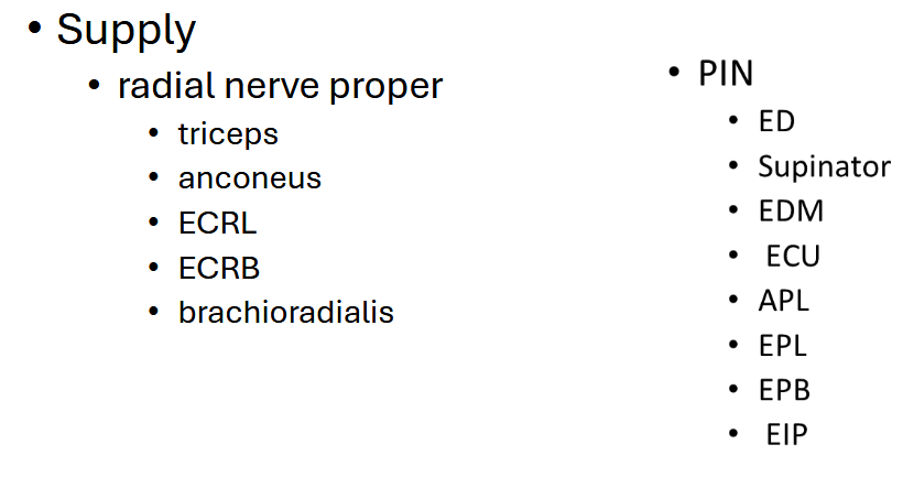 <p>Main: Extensor Carpi Radialis Longus/Brevis</p>