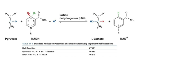 <p><strong>Discussion 8 Assignment: </strong><span><span>In homolactic fermentation, pyruvate is reduced to lactate in order to regenerate NAD</span></span><sup>+</sup><span><span>. In thinking about reduction potentials, what would be the ∆Ɛ?</span></span></p><p><span><span>(A) 0.500 V</span></span></p><p><span><span>(B) 0.130 V</span></span></p><p><span><span>(C) -0.130 V</span></span></p><p><span><span>(D) -0.500 V</span></span></p>