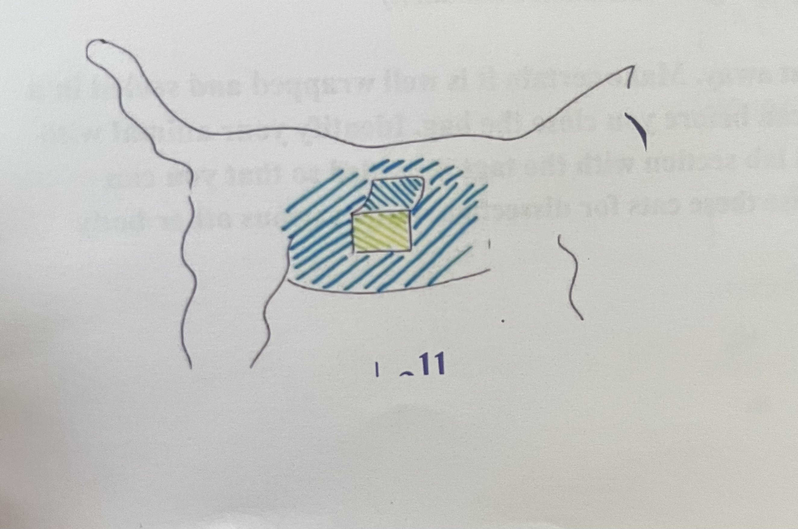 <p>green layer, pay attention to fiber direction to distinguish this muscle on the practical</p>