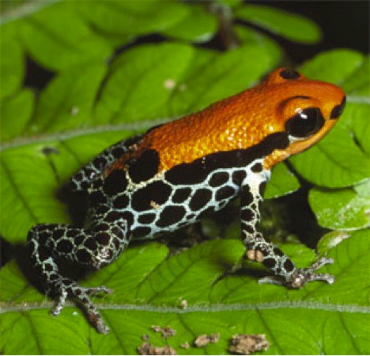 <p>- Odorous secretions repel predators (e.g., arthropods, amphibians)</p><p>- Storage or synthesis of</p><p>toxins and poisons (e.g., arthopods, snakes)</p>