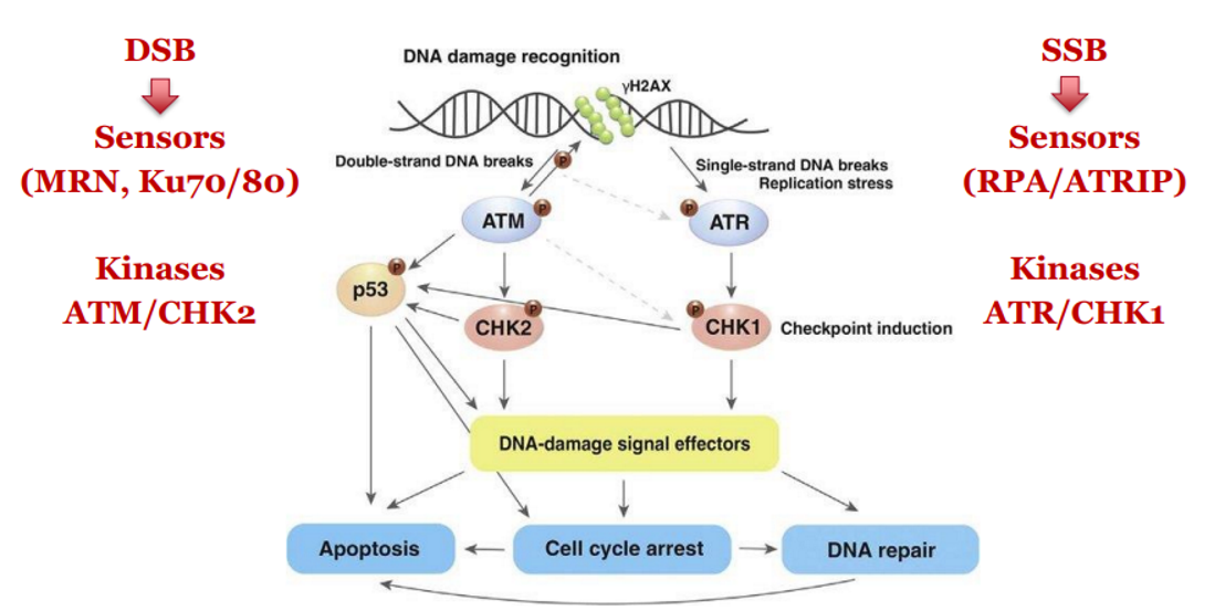 <ol><li><p>DSB is sensed by <strong>MRN complex</strong> and <strong>Ku70/80</strong></p></li><li><p>Activates <strong>ATM kinase</strong></p></li><li><p>ATM phosphorylates <strong>CHK2</strong></p></li><li><p>CHK2 inactivates <strong>CDC25 phosphatases</strong> → blocks CDK activity → <strong>cell cycle arrest</strong></p></li></ol><p>DSB → MRN + Ku70/80 → ATM → CHK2 → CDC25 inactivated → cell cycle arrest</p>