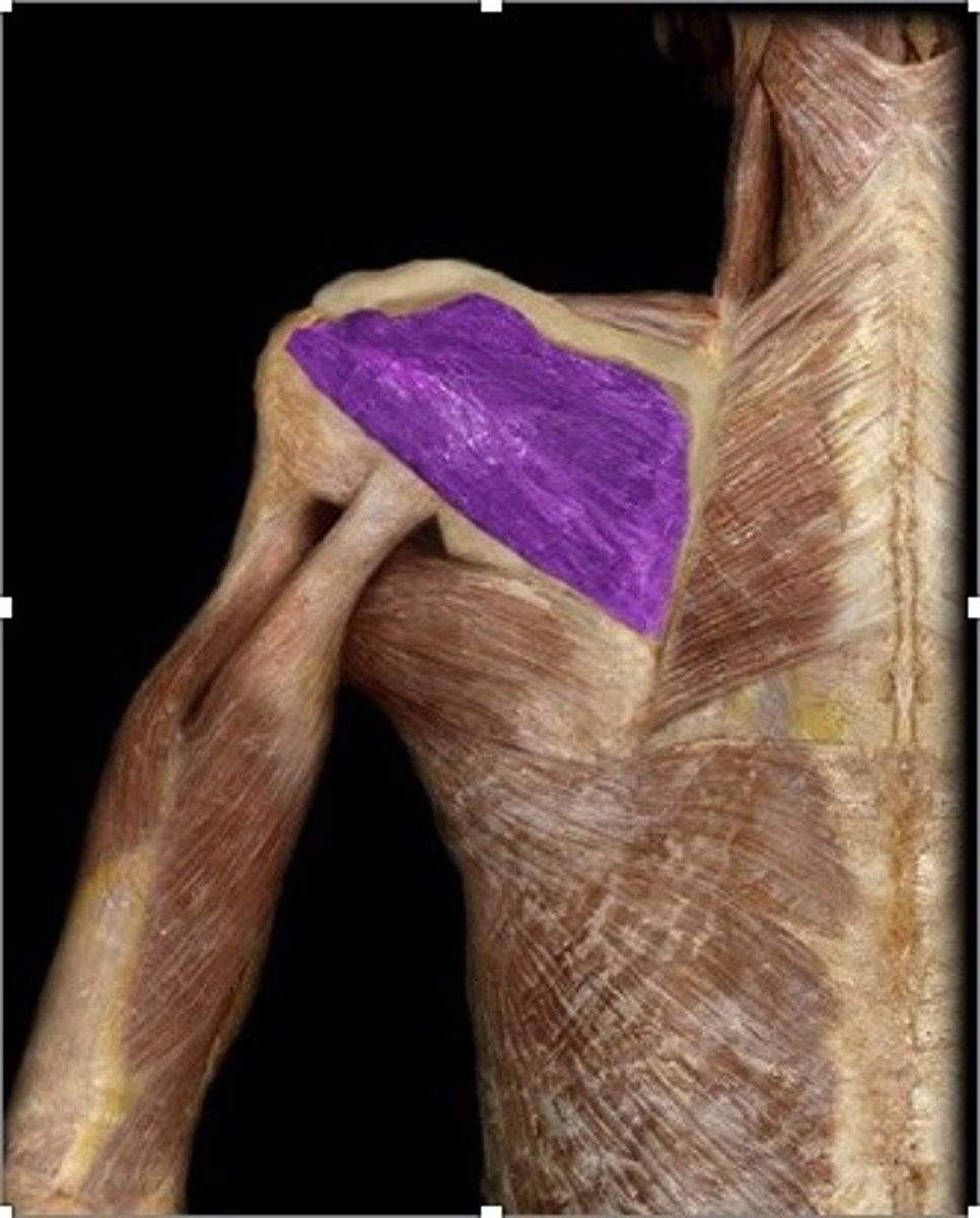 <p>Infraspinatus Action</p>