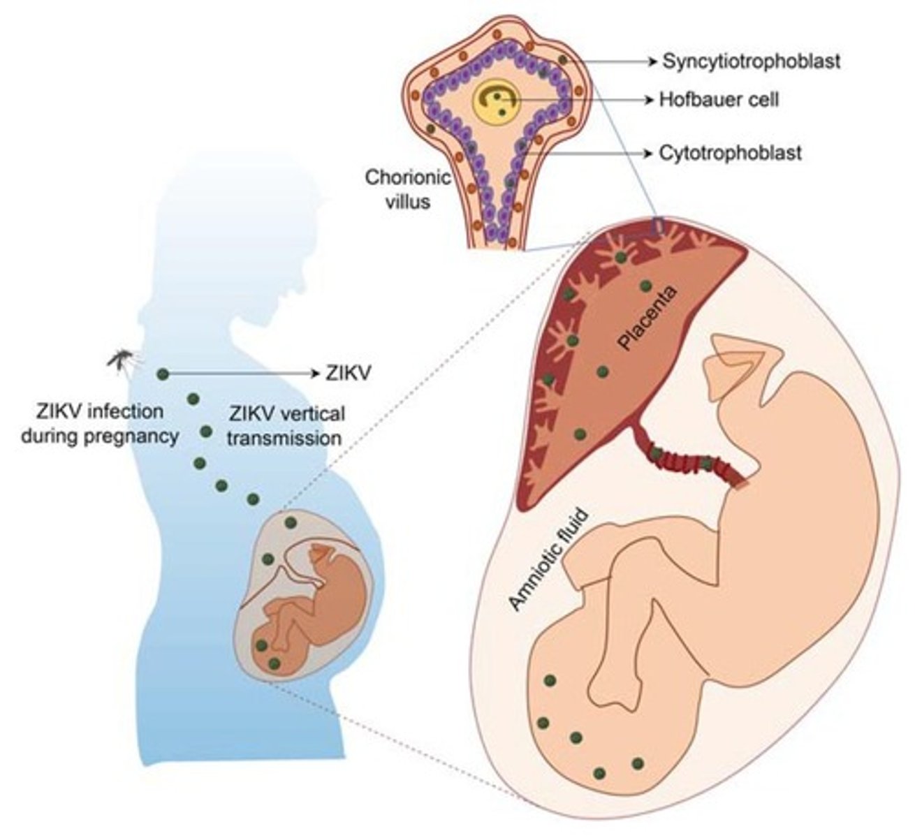 <p>Zika virus can be transmitted primarily by mosquitoes, but also through sexual contact or blood transfusion.</p>