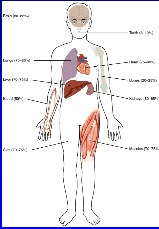 <p>parasite lives in which organs</p>