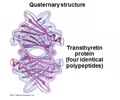 <p><span>Overall structure that results from the aggregation of these polypeptide units </span><br><span>- Multiple polypeptides bind together</span></p>