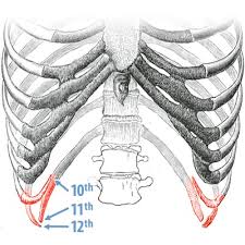 <p>Floating ribs&nbsp;</p>