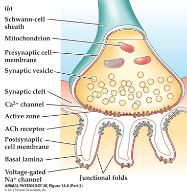 <ul><li><p>mediate fast excitatory neurotransmission in vertebrate skeletal muscle</p></li></ul><ul><li><p>expressed in the brain and mediate the effects of nicotine</p></li></ul><p></p>