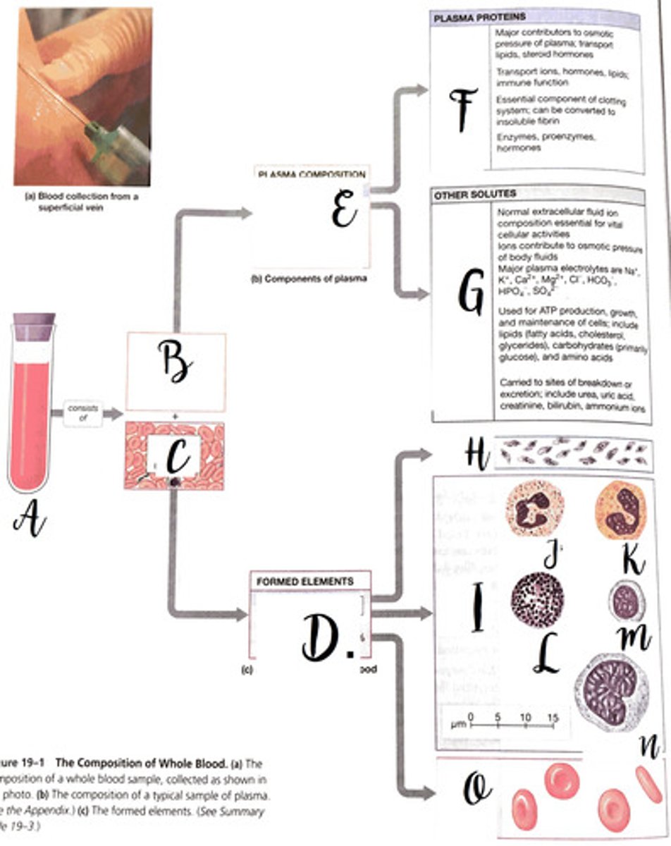 <p>Transport fatty acids and steroids, help regulate osmotic pressure of the blood.</p>