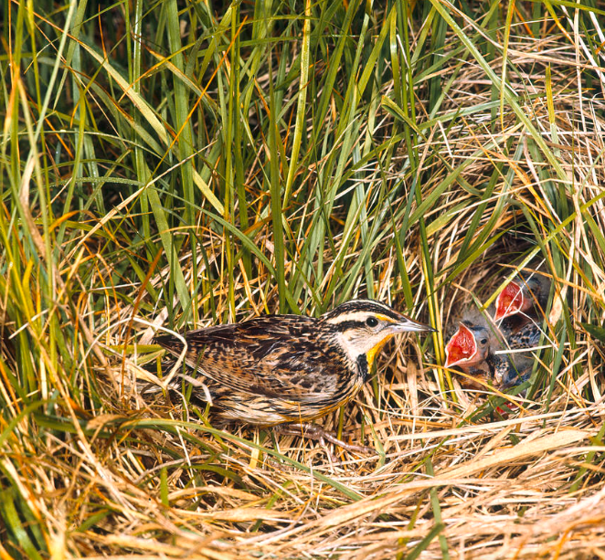 <p>Eastern Meadowlark</p>