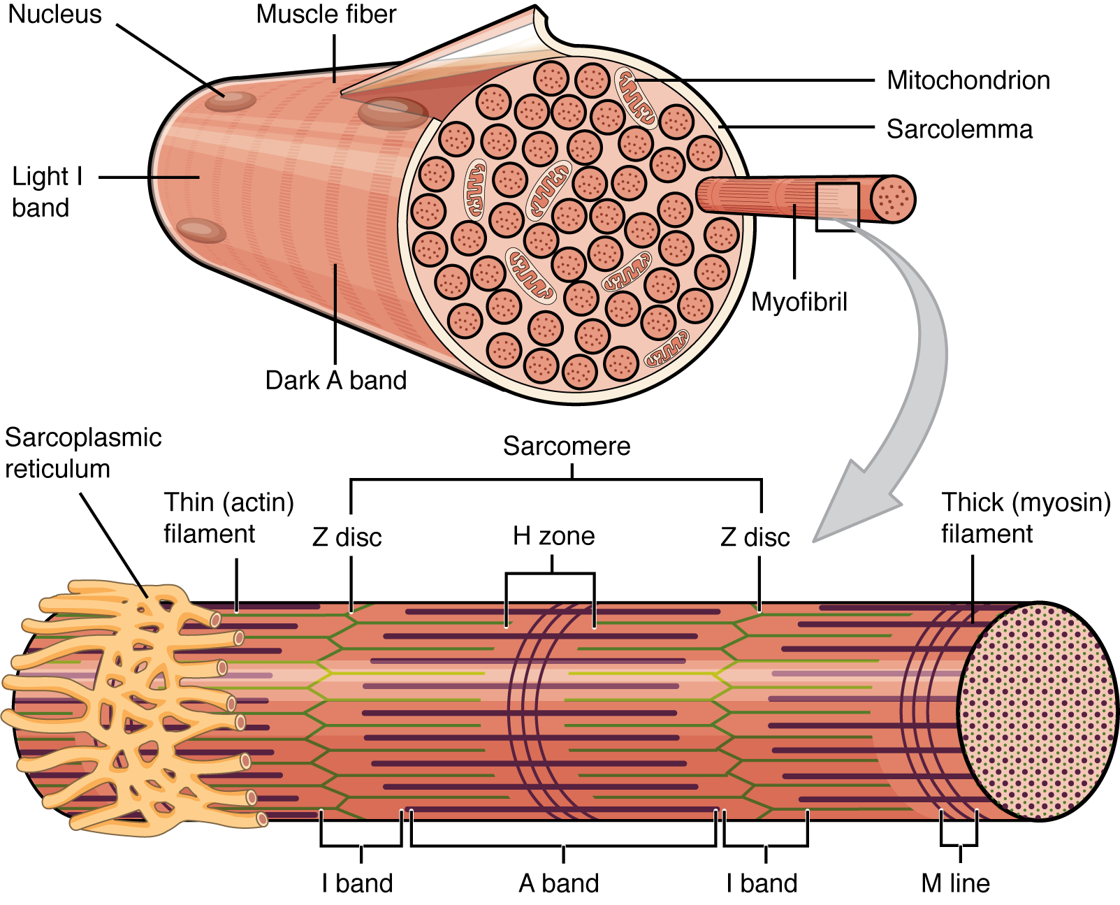 <p><strong>Muscle fibers</strong> are thousands of multinucleate cells in an elongated shape, as each fiber is actually several cells that have merged together. </p><p>Each muscle fiber contains multiple <strong>myofibrils</strong>, or protein filaments fiber. </p><p>Myofibrils are made of <strong>sarcomeres</strong> (contracting units) strung out in a single file that make up myofibrils. </p>