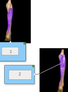 <p>name muscles 1-2</p>