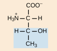 <p>polar, uncharged R groups</p>