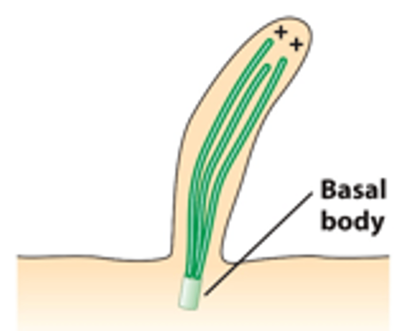 <p>microtubule, ____________/______________: microtubules are assembled on a basal body MTOC</p>