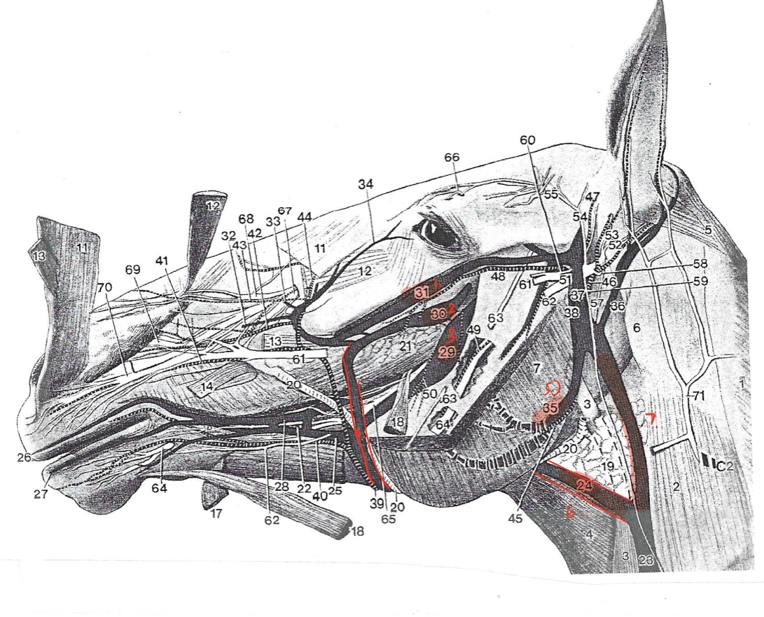 <p>what are the veins of venous return for the face</p>