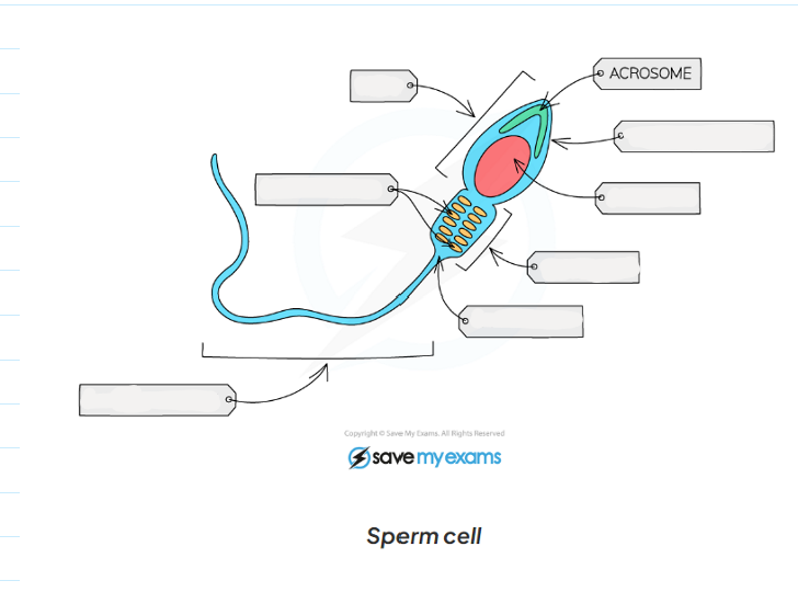 <p>1.2 label this diagram of a sperm cell</p>