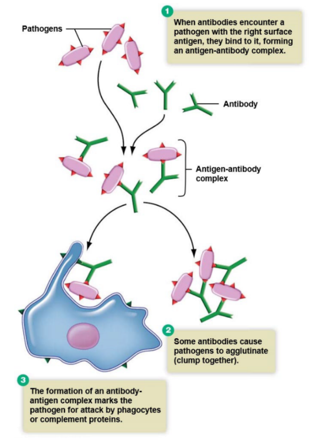 <p>agglutination </p>