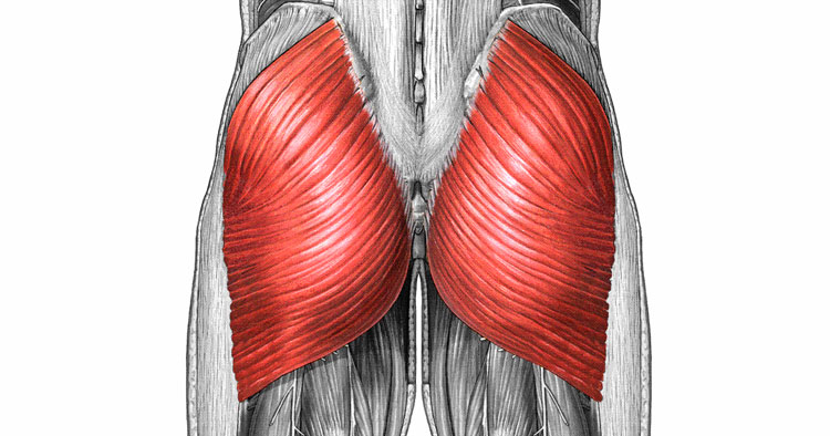 <p>extends the thigh, inferior gluteal nerve</p>