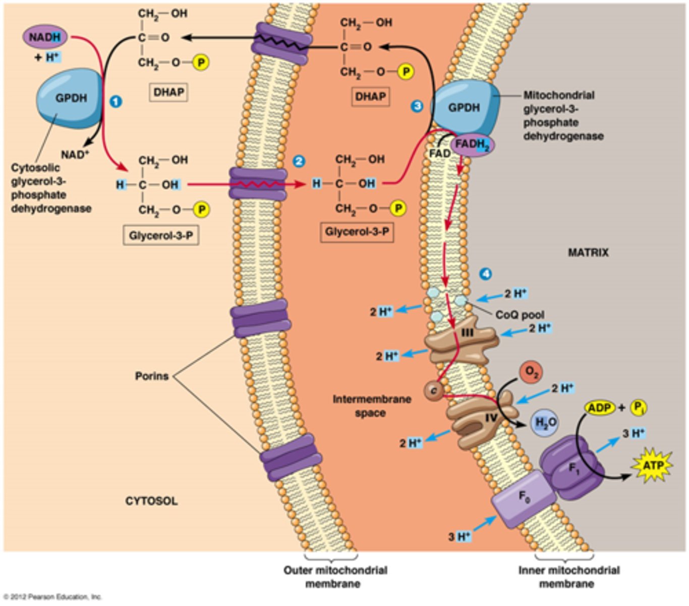 <p>-NADH wordt gebruikt om dihidroxyacetonfosfaat (DHAP) te reduceren tot glycerol-3-fosfaat</p><p>-glycerol 3 fosfaat passeert door buitenste mitochondriaal membraan</p><p>-glycerol 3 fosfaat geeft zijn elektronen af aan FAD+ ter vorming van FADH2</p><p>-FADH2 gaat op ademhalingscomplex II zijn elektronen afgeven</p><p>->verlies van energie want NADH buiten= FADH2 binnen</p><p>slechts 6 protonen bij FADH2 terwijl er 10 protonen naar buiten worden gepompt bij NADH</p>