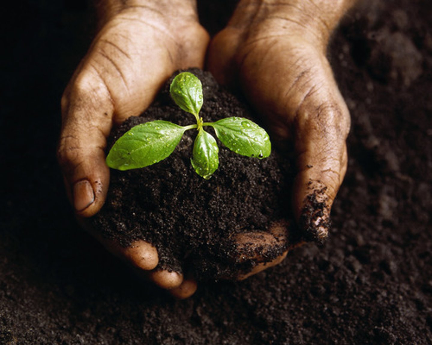 <p>the top layer of earth where plants grow — gleba</p>
