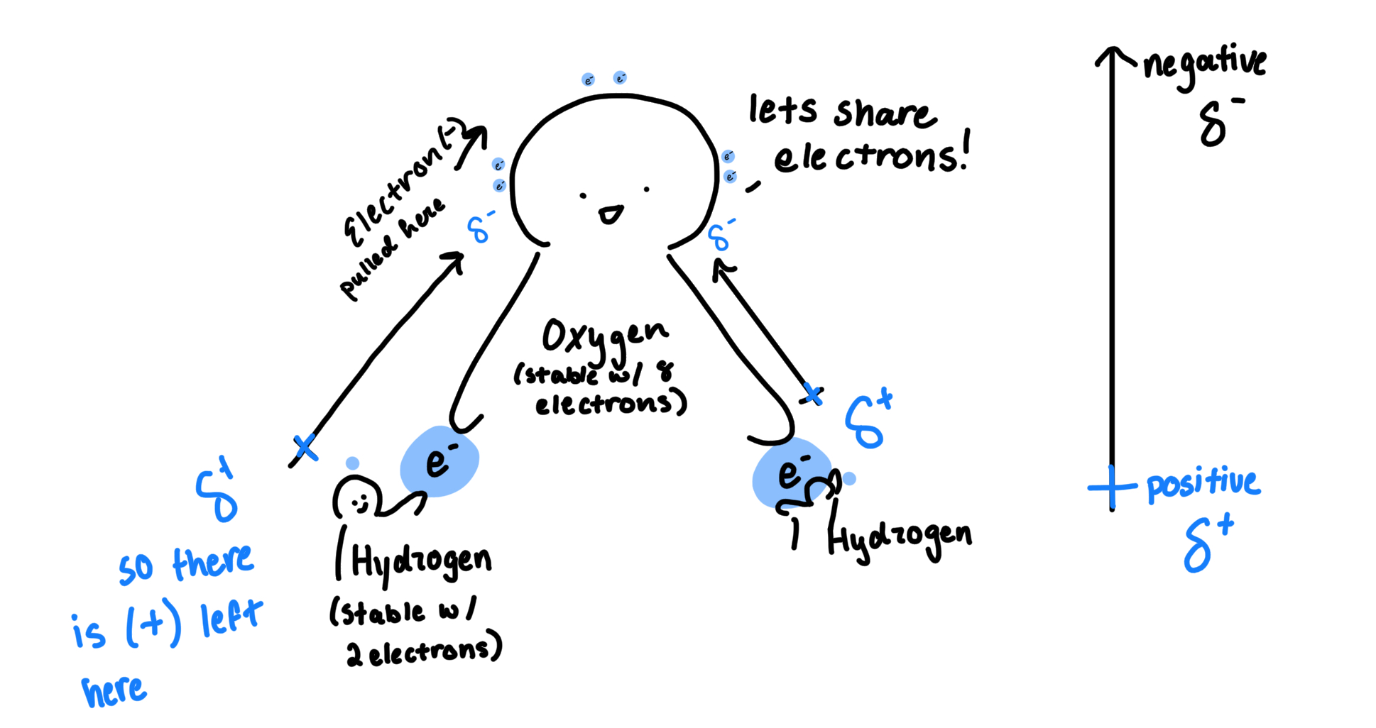 Oxygen is more electronegative, so it will take electrons (-), leaving the hydrogen area slightly positively charged from having an e- pulled away