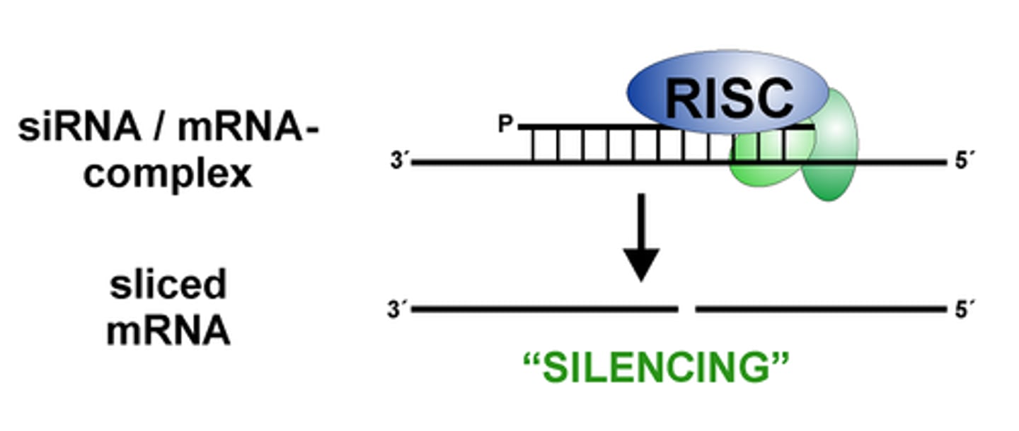 <p>Not all cells receive the same amount of:</p><p>• dsRNA</p><p>• siRNA</p><p>Less RNA → weaker silencing</p>