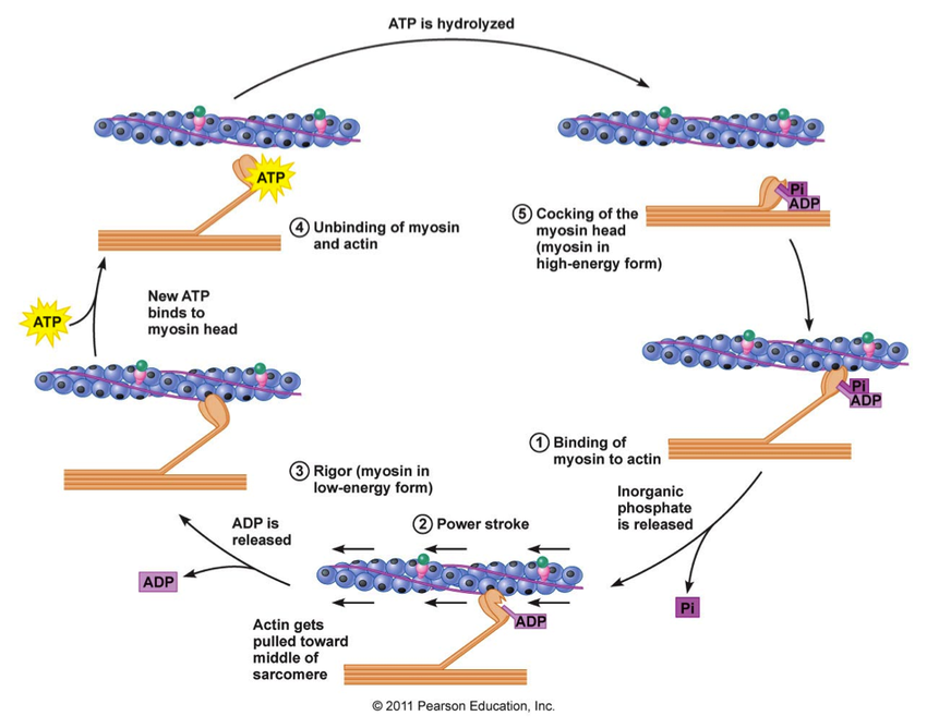 <p>Contractile Cycle Step 5<strong>a:&nbsp;</strong></p><p>What occurs here?</p>