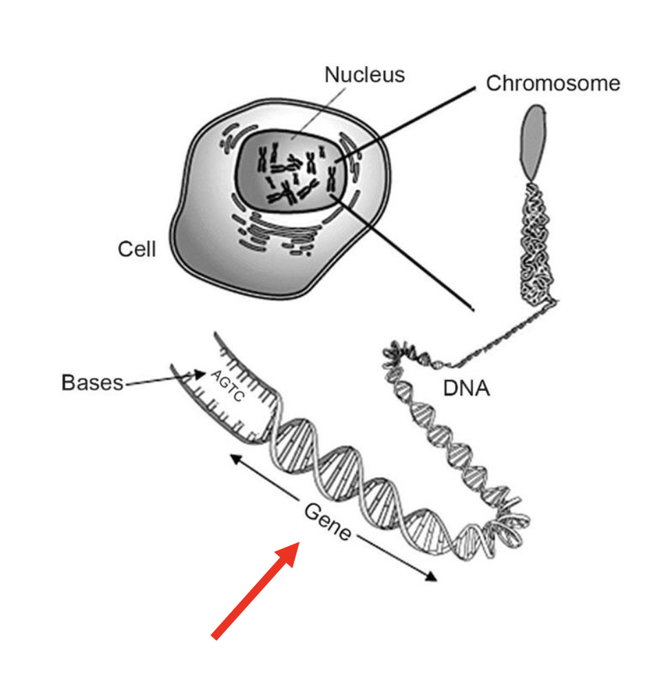 <p>Small sections of DNA that code for a specific protein.</p>