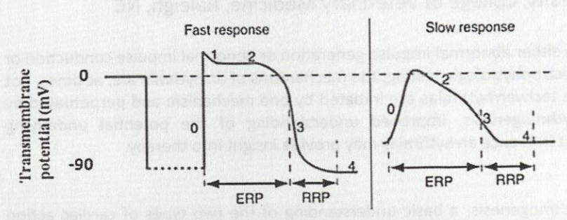 <p>Myocytes can respond to very intense stimuli - from end of effective refractory period to end action potential; that is from last portion of phase 3 to initial portion of T wave → during which Na+ channels progressively re-activate (-50-90 mV membrane potential)</p>