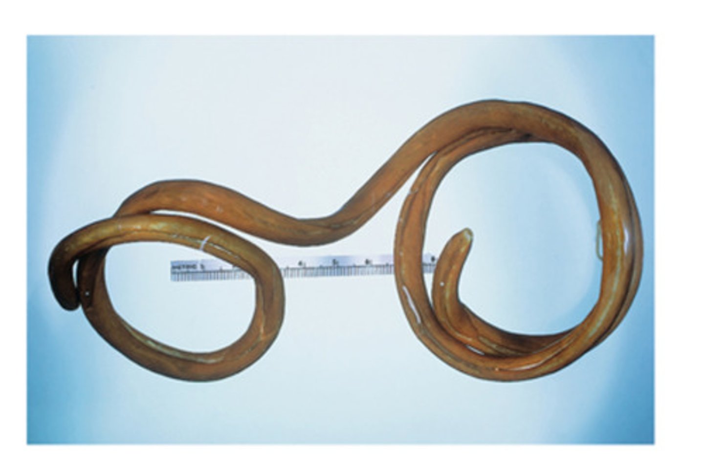 <p>Common name for the nematode of dogs that is the largest to infect domestic animals</p>