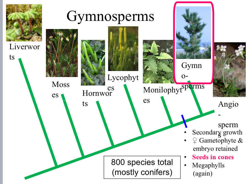 <p>Gymnosperms</p>