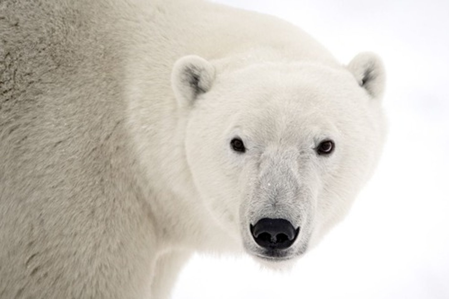 <p>Replace animals with alternative methods whenever possible.</p>