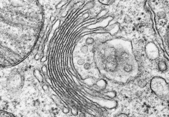 <p>STRUCTURE <br>System of membranes enclosing a fluid filled space<br>Folded to form cisternae<br><br><br>FUNCTION <br>collects and modifies and transports proteins<br>Packs and transports proteins by packing it into vesicles<br>Makes vesicles and lysosomes</p>