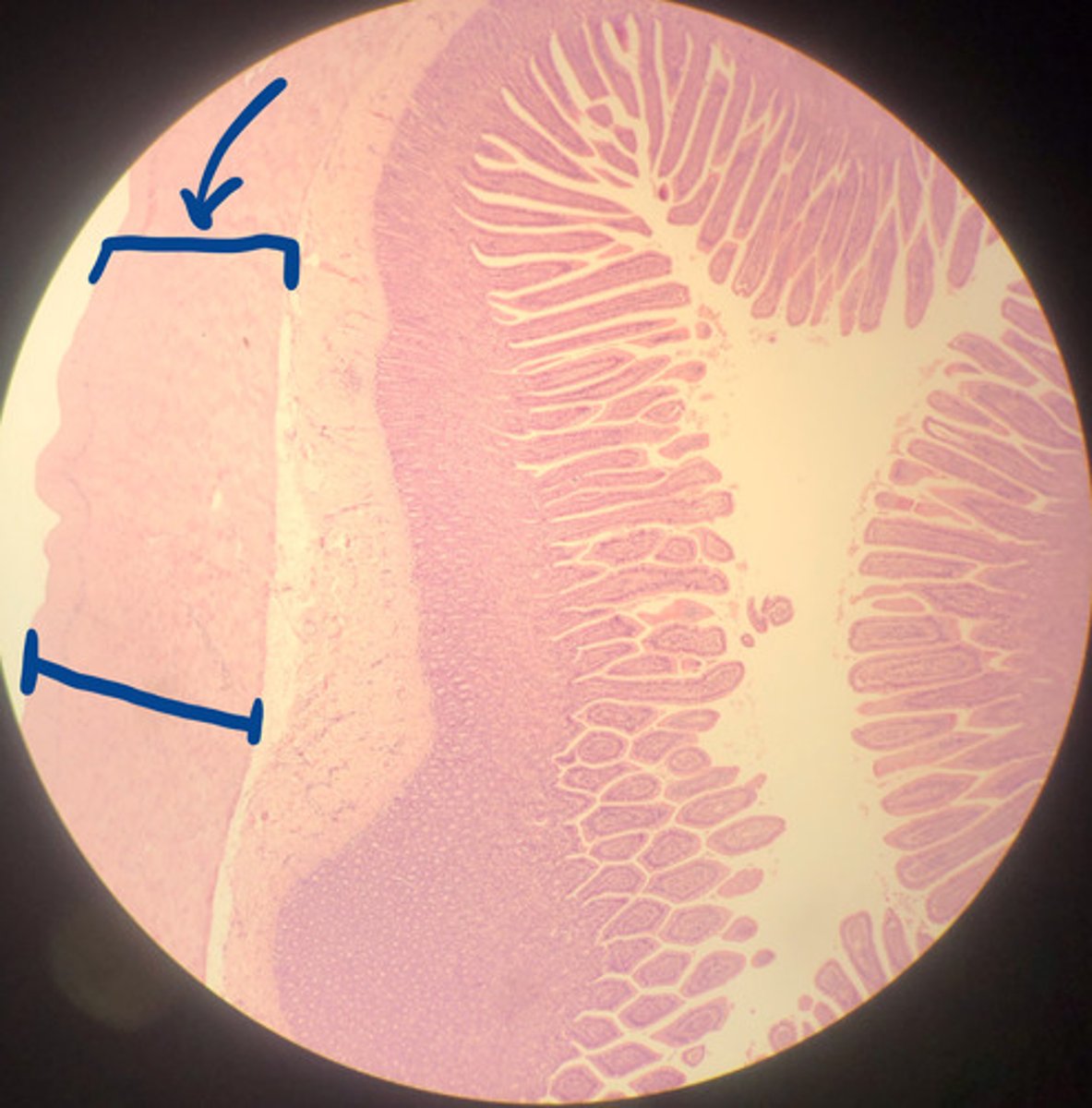 <p>2 layers of smooth muscle; outer longitudinal layer and inner circular layer</p>