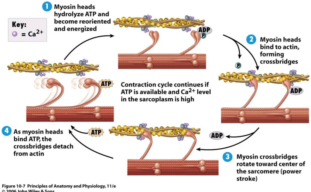 <p>how do actin and myosin interact?</p>