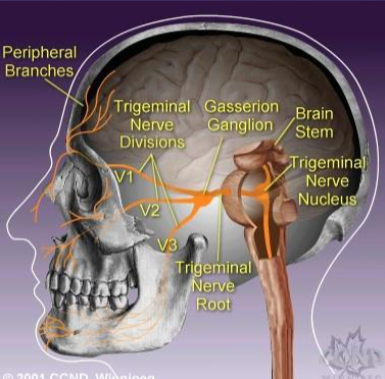 <p>What are the three main branches of the trigeminal nerve?</p>