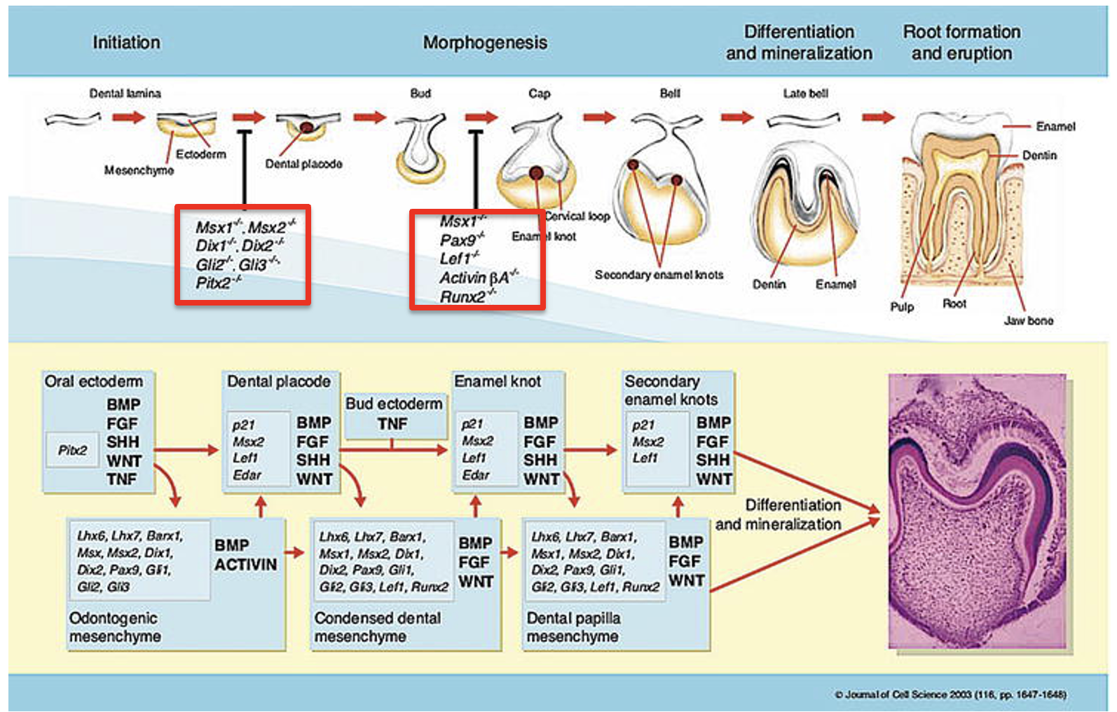 <p>diagram showing gene expression in tooth organogenesis </p>