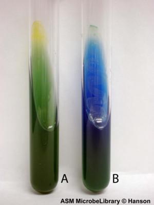 <p><strong>Positive:</strong> Blue slant (or growth with blue)</p><p>*slant is originally green<br><strong>Meaning:</strong> Citrate used as sole carbon source</p>