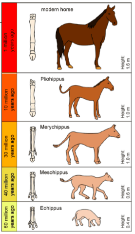 <p>fossil shows how life has changed over time</p>