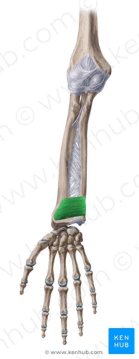 <p>Welke spier is dit?</p>